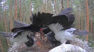 Must-toonekurg:: Kaia feeding chicks /67/61/61 and 58 days old /July 28 2022