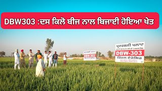 10ਕਿਲੋ ਬੀਜ ਨਾਲ ਬਿਜਾਈ ਕੀਤੀ ਹੋਈ DBW 303 New wheat variety