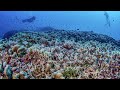 Researchers discover the world’s largest coral colony off the coast of the Solomon Islands