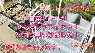 【多肉植物】育苗トレーがシンデレラフィットなワゴン見つけました！イベント出店＆インスタグラムのお知らせ✨