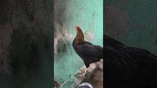 நீ கேவலமான அழகா இருக்கடி 🤣😂🤣😂🤣😂 #funnyvideo #funny_chicken #kozhi_koothugal #vairal