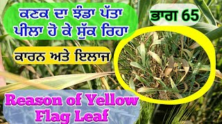 Wheat flag leaf yellow (ਕਣਕ ਦਾ ਝੰਡਾ ਪੱਤਾ ਪੀਲਾ ਹੋ ਕੇ ਸੁੱਕਣ ਦਾ ਕਾਰਨ) Shergill Markhai