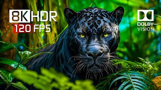 Best of Dolby Vision for 2024 - 8K HDR  ULTRA HD 120FPS