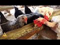 farming chickens in urban backyards tips and news