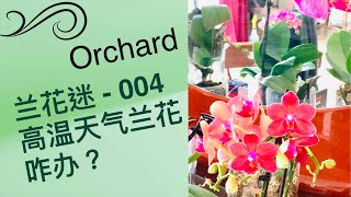 高温天气兰花咋办呀？一招搞定！兰花迷-004#richard #richardcave #flowers