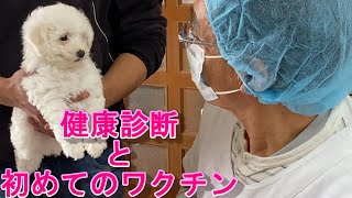 ビションの双子初めてのワクチンと健康診断　Bichon Frise 비숑 프리제