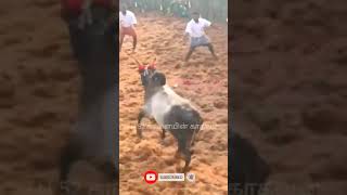 ஜெல்லி கட்டு madu gethu #viral##