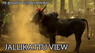 #jallikattu ஐல்லிக்கட்டு காளைகள்