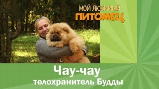 Чау-чау. Телохранитель Будды