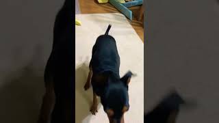 キレっキレのダンスを踊る犬 #ミニピン #犬 #dog #shorts