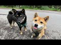 【本格的な夏到来】柴犬ナラとバンフ郊外の湖畔をのんびり散歩｜黒柴との出会い｜トゥージャックレイク｜shiba inu｜two jack lake