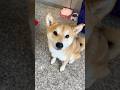 優雅的小禮服和可愛柴柴#汪喵村 #pets #廢片 #cute #shortvideo #animals #寵物 ##貓 #狗狗 #dog #cat #shorts #動物 #可愛い