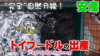 【トイプードル 出産】介助分娩と“完全”自然分娩の二本立て！【ブリーダー 子犬】〈4501302〉