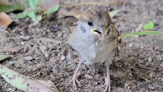 ヒナと再会 夏バテかも…　すずめ日記