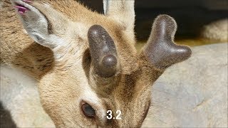 2018.3.3 Axis Deer　アクシスジカ　落角から１ヶ月　（日本平動物園）