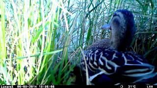 Sinisorsa vie poikaset pois pesästä. Mallard (Anas platyrynchos).