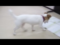 犬の幼稚園 ココアくんとトレーニング