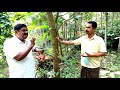 oudtree oud 24 ഇഞ്ച് വണ്ണമുള്ള ഊദ് മരത്തിന് 5 മുതൽ10 ലക്ഷം വരെ വിലയോ