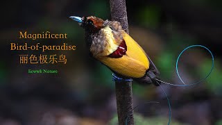 How BoP displaying attract female .. Magnificent Bird of paradise , 丽色极乐鸟 Displaying 4k