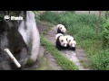 this video explains how clingy pandas can be ipanda