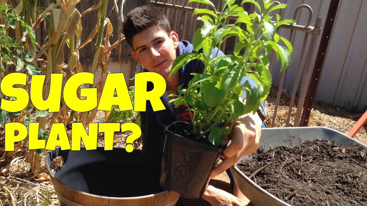 How To Grow Stevia Plants In Containers! - YouTube