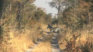 Zebra Taken with the 250 gr LEVER+ RAPTOR by Cutting Edge Bullets