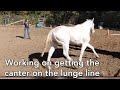 Asking for the Canter on a lunge line