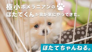 【ポメラニアン】生後2ヶ月半の極小ポメラニアンの子犬「ほたてくん」が我が家にやってきた！【ポメラニアン子犬お迎え】