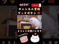 マンチカン　ミヌエット　こねこ　仔猫　小猫　子猫　子ネコ　コネコ　 shorts 猫 cat