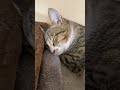 ねんね🐈💓その1 ねこ ねこのいる生活 猫 猫のいる暮らし 猫動画 shorts