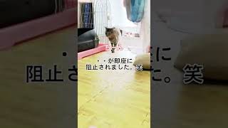 どうしてもベランダに出たい猫様vs洗濯物を干す妻