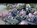 cyclamen varieties u0026 how to properly care for them the greenery garden u0026 home