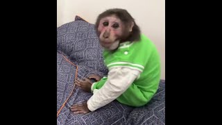 Does Baby Monkey YoYo have floating limb syndrome?