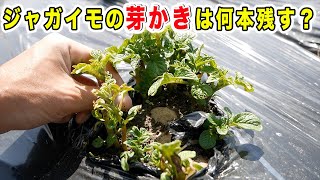 春じゃが栽培　芽かきは何本残す？マルチ栽培時の芽出し作業も