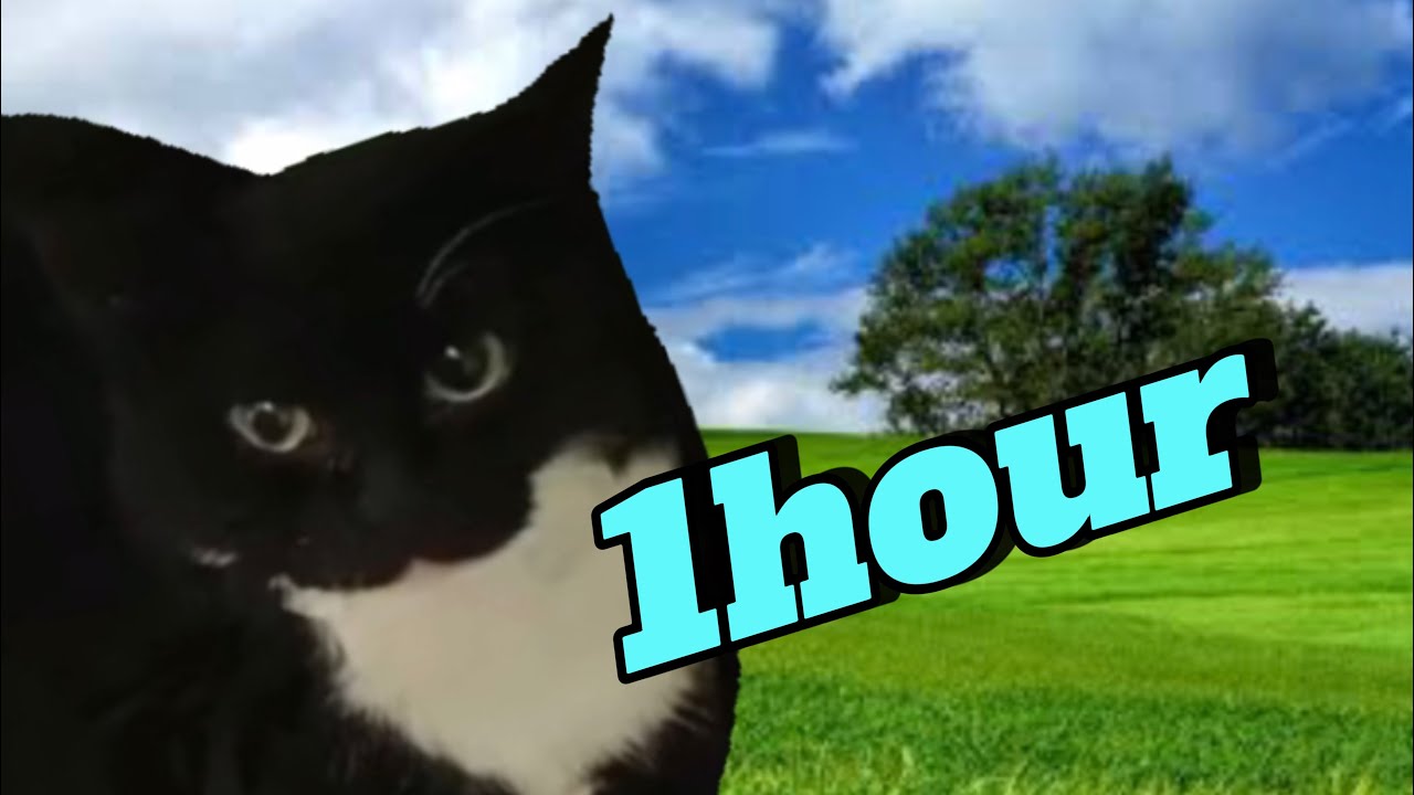 【1hour】Maxwell The Cat !! - YouTube