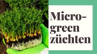 Mikrogrün züchten - So pflanzen Sie perfekt auf kleinem Raum - microgreens/microgreen