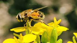 DRONE FLY (Eristalis spp.) ||Syrphidae || Diptera || species of hover fly.