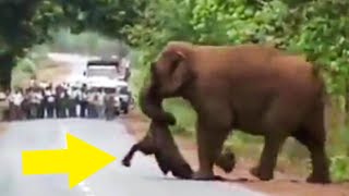 Grieving Elephant Mom Carries Dead Calf For Weeks To Perform Funeral Rites