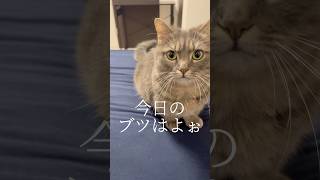 猫との〇取引中にヤバいこと起きました...#shorts #猫 #マンチカン