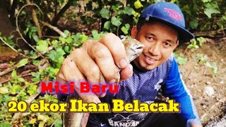 Misi 20 ekor Ikan Belacak // Mudskipper #gengdunia