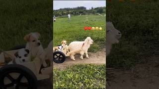 lamb pulling puppies in a charge #lamb #sheep #puppy #dog #cuteanimals #youtubeshorts #shorts