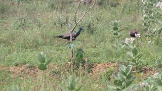 Rayappa Kasi = Viralimalai Peacock3, Nov 7, 2018