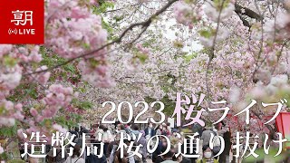 4/11配信済【桜LIVE】大阪・造幣局の桜の通り抜け