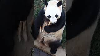 新小胖（雄雄），同母的姐姐华妮（爱宝），双胞胎弟弟：新小野（安安） #panda #大熊貓