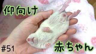 【fancyrat】Rats sleeping on their backs