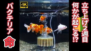 🔰№６【金魚に合った水作りとは？・ゼロから始める金魚飼育】