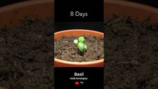 Growing Basil from Seeds Timelapse