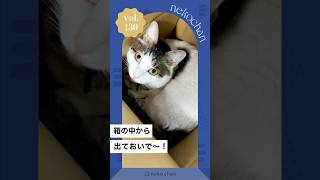 「箱に立てこもり📦」 #nekochan #猫 #ねこ #ねこのいる暮らし #ねこ部 #ilovemycat #catlover #ダンボール （VOICEVOX:櫻歌ミコ）