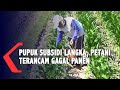 Pupuk Bersubsidi Langka Petani Terancam Gagal Panen