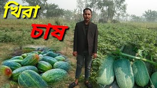 শীতকালে খিরা চাষের ভিডিও দেখুন ৷বাংলার কৃষি ও কৃষক BD